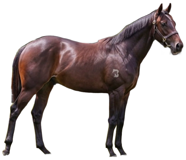 Lot 12, a bay colt standing in profile