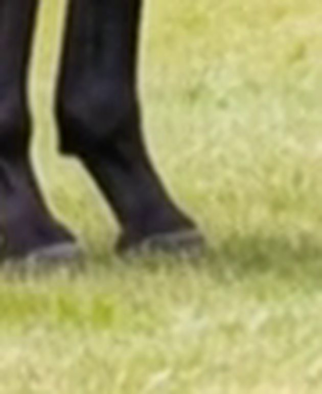 A close view of the horse's lower foreleg, where the hoof is hidden in long grass
