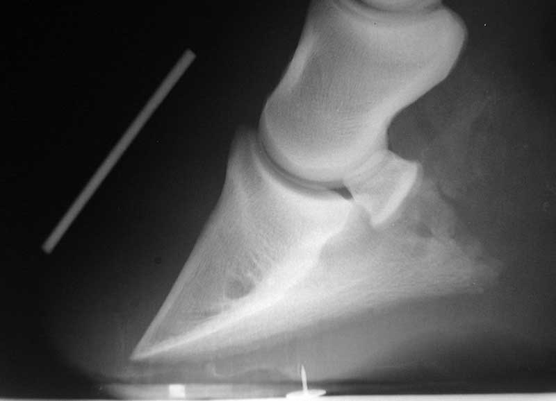 Lateral radiograph of a horse's foot